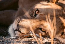 brown lion lying on ground covered with snow during daytime