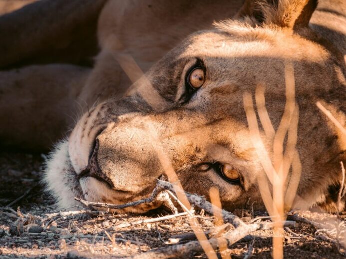 brown lion lying on ground covered with snow during daytime