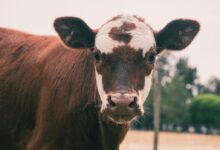 brown and white cow during daytime