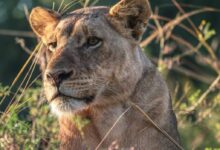 lioness hiding under green grasses