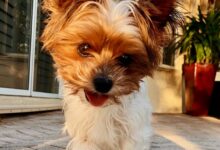 shallow focus photo of long-coated white and brown dog