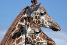two brown-and-gray giraffes under blue sky