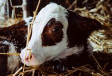 white and black cow on brown grass