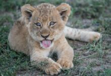 short-fur brown lion cub lying on green grass plant