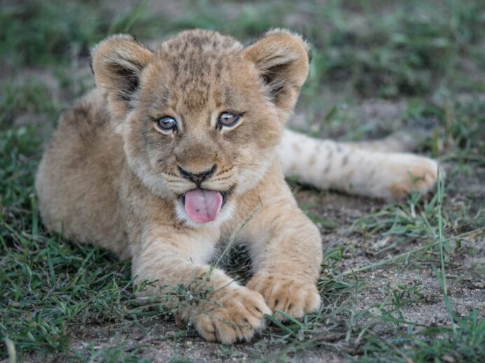 short-fur brown lion cub lying on green grass plant