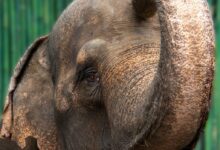 grey elephant
