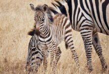 zebra on grass field