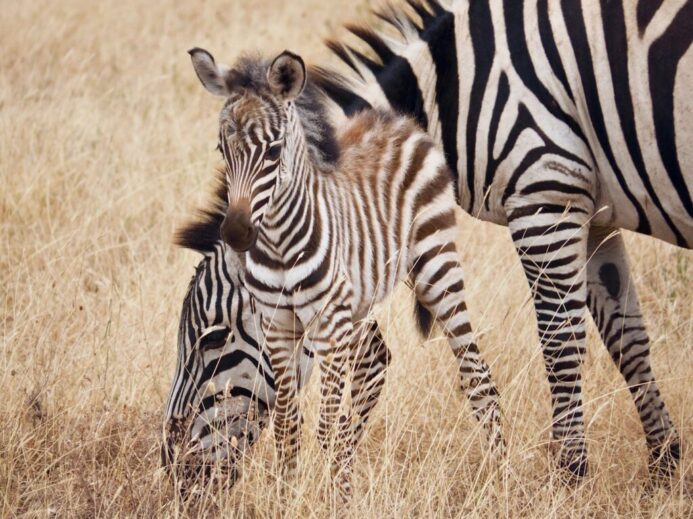 zebra on grass field