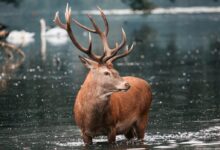deer in water