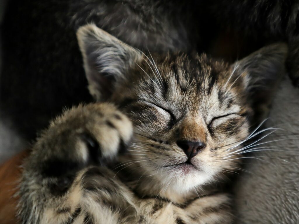 - NeposlušnéTlapky brown tabby cat lying on brown textile