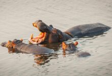brown and black crocodile on water during daytime