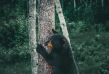 black bear on brown tree trunk