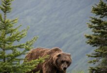 brown bear on green tree during daytime