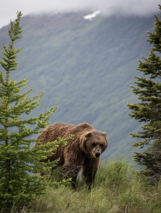 brown bear on green tree during daytime