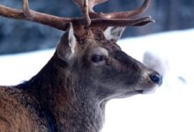 brown deer in close up photography