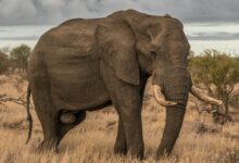 elephant surrounded by grass
