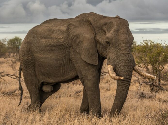 elephant surrounded by grass