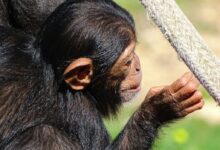 black monkey holding gray rope