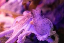 purple octopus