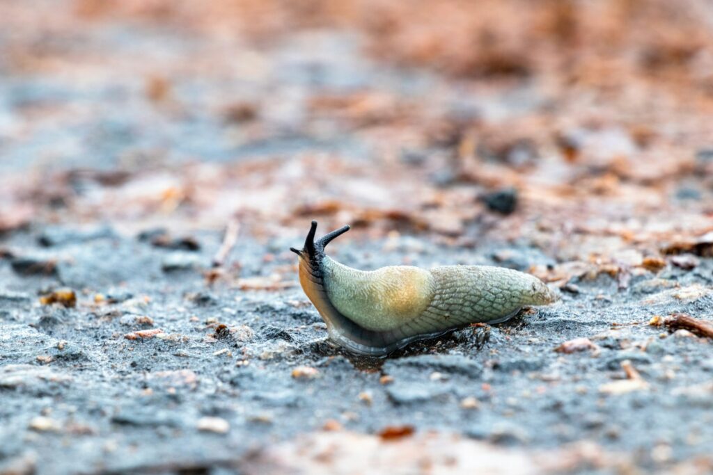 - NeposlušnéTlapky brown snail on brown soil during daytime
