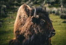 a close up of a bison in a field