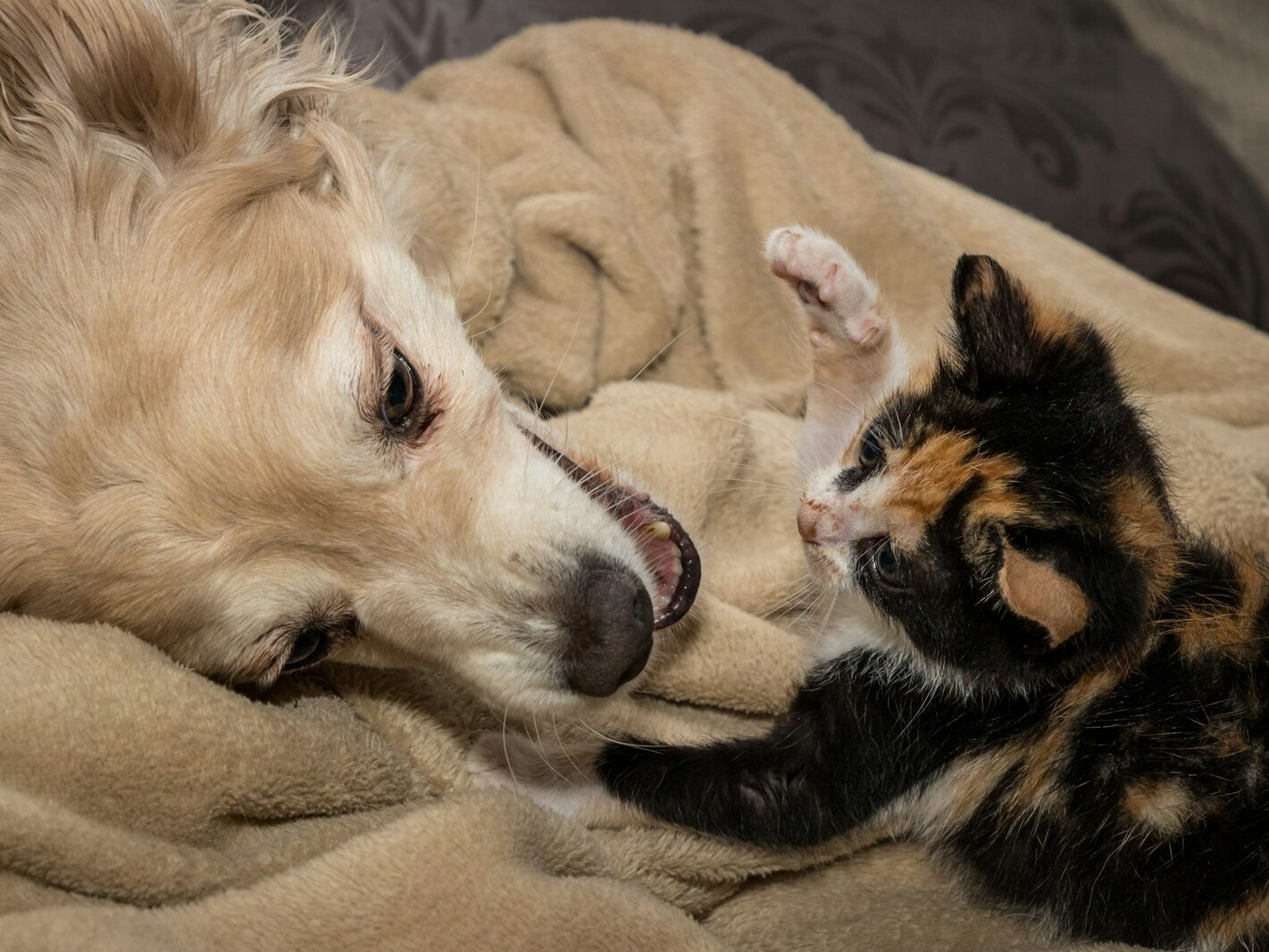 white and black long coated dog lying on brown textile
