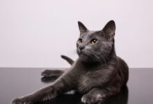 black cat on white table