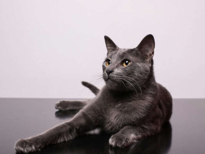 black cat on white table