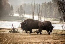 two black visons during daytime