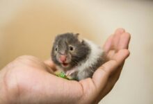 black rodent
