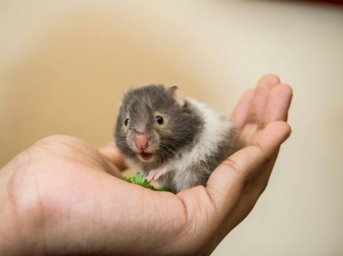 black rodent