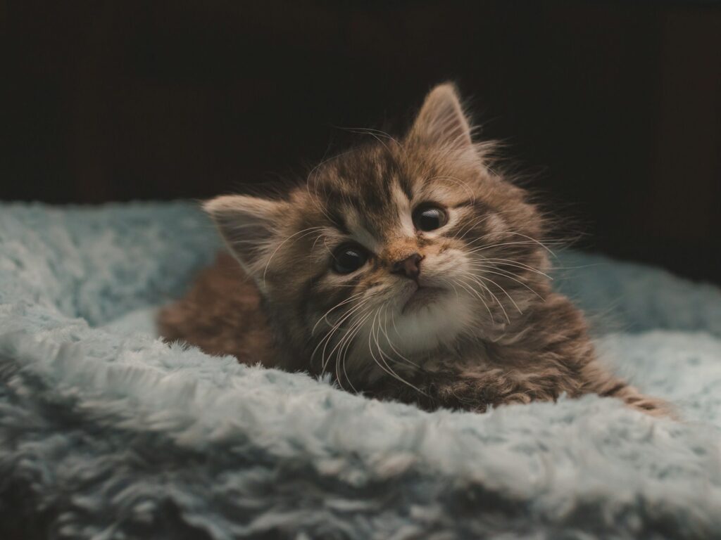 - NeposlušnéTlapky brown tabby kitten on white textile