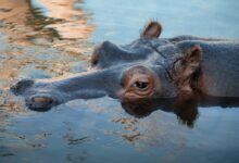 black and brown animal on water during daytime