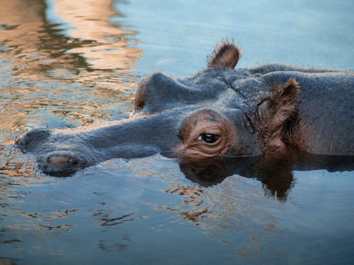 black and brown animal on water during daytime