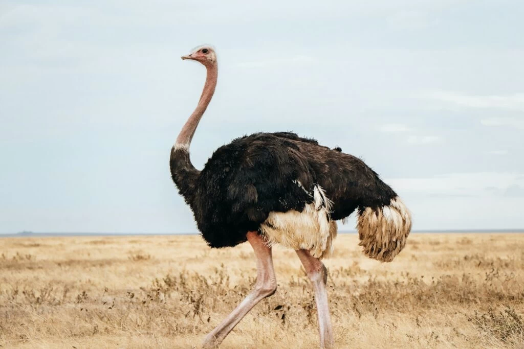 Pštros - NeposlušnéTlapky an ostrich walking in a field of dry grass