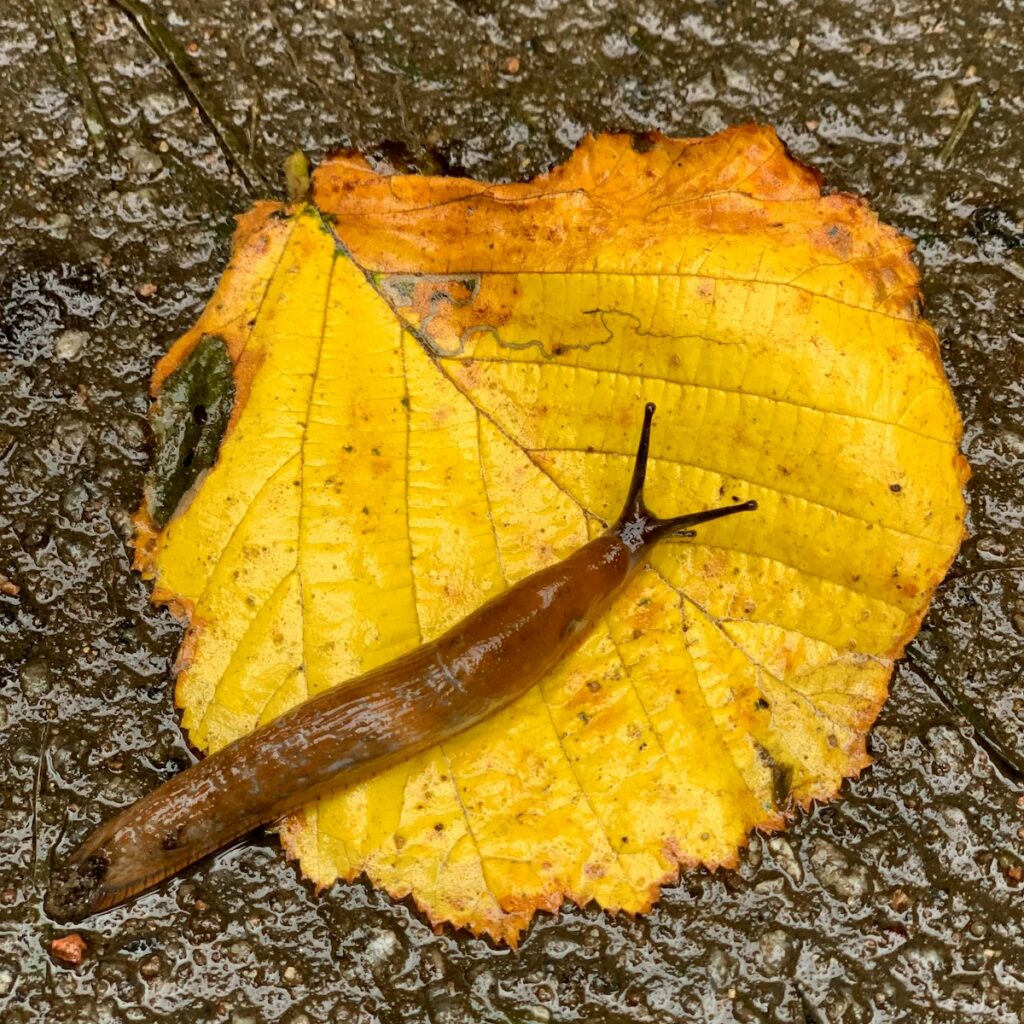 - NeposlušnéTlapky a slug crawling on top of a yellow leaf