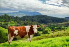 brown and white cow on green grass field during daytime