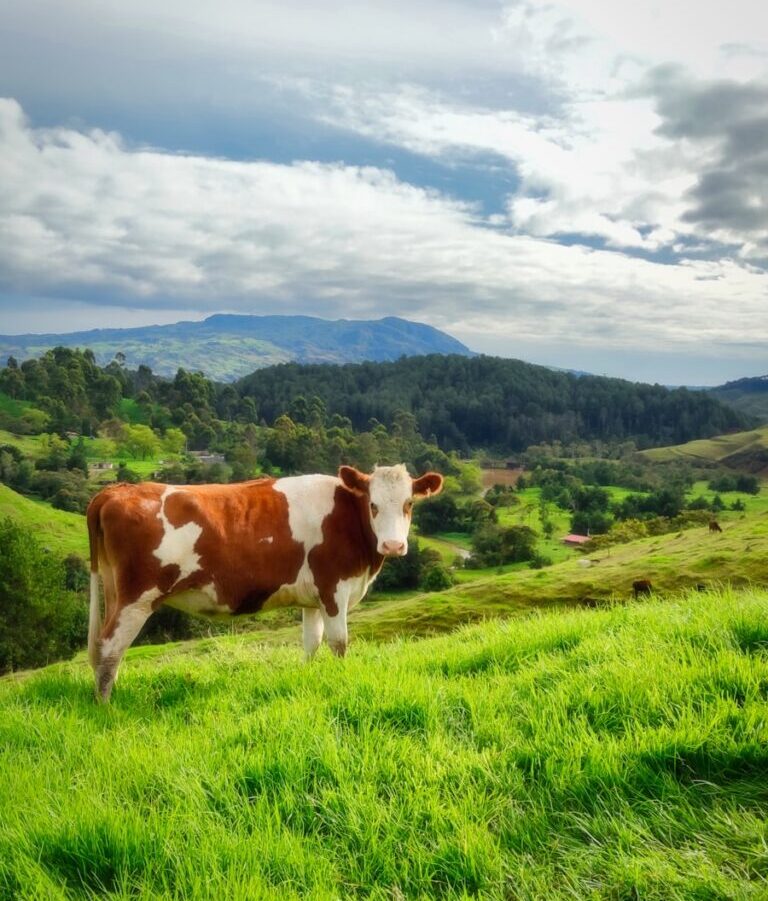brown and white cow on green grass field during daytime