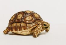 brown and black turtle on white surface
