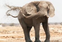 brown elephant on brown field