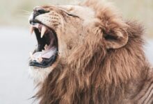 brown lion with white tongue out