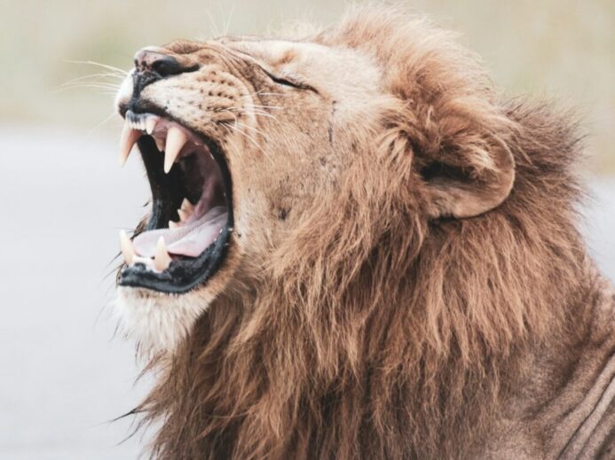 brown lion with white tongue out