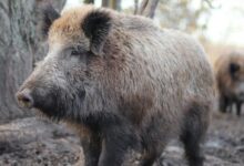 gray wild boar