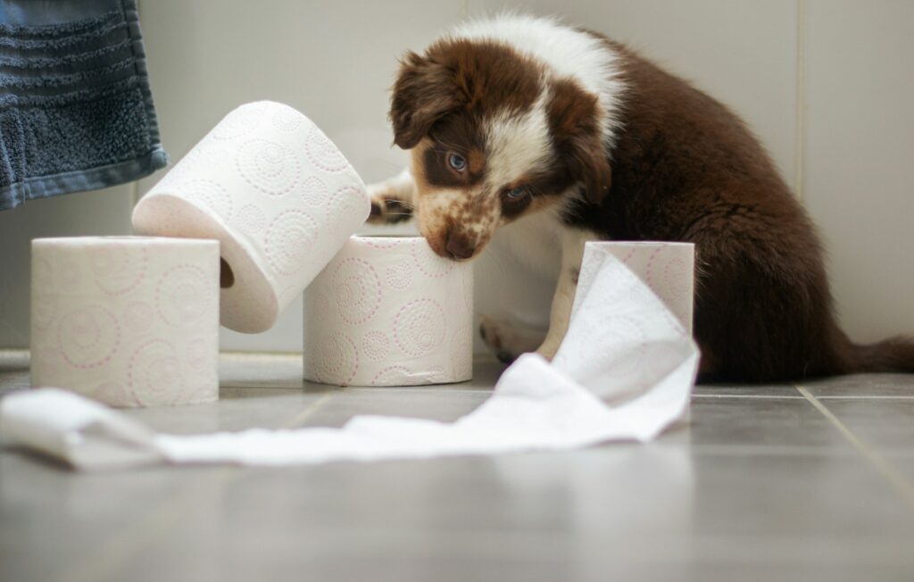Photo by Ayla Verschueren - NeposlušnéTlapky a puppy playing with toilet paper on the floor