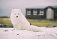 Arctic Fox