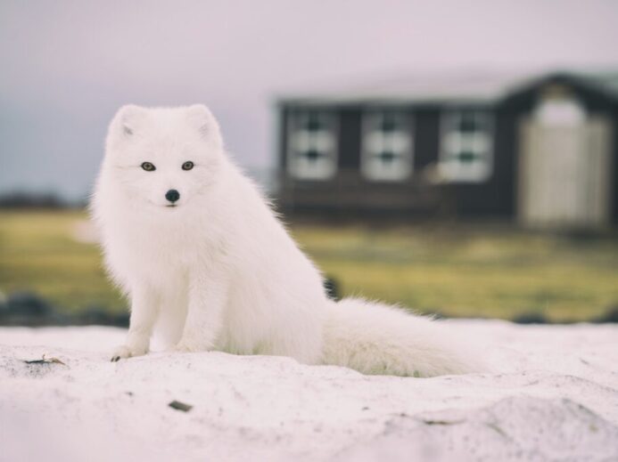 Arctic Fox