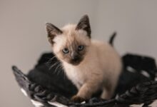 short-fur white kitten on black basket