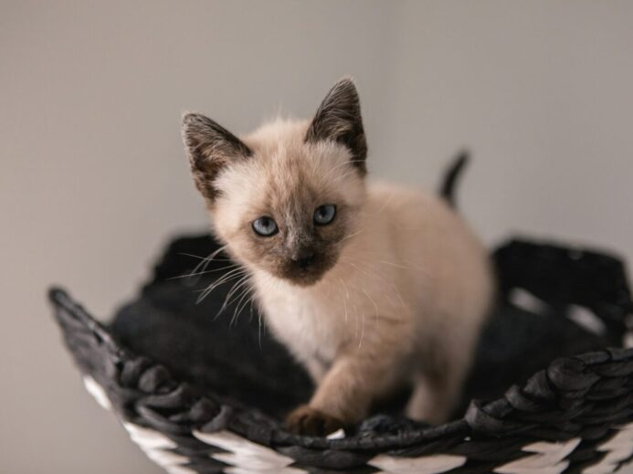 short-fur white kitten on black basket