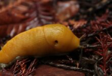 yellow fruit on brown dried leaves