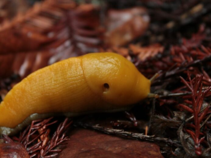 yellow fruit on brown dried leaves